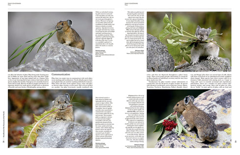 Handbook of the Mammals of the World no 6 -Lagomorphs and Rodents -  Lynx 2016